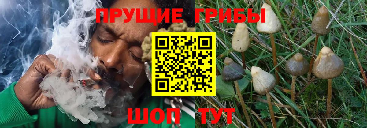 МАРИХУАНА Нововоронеж